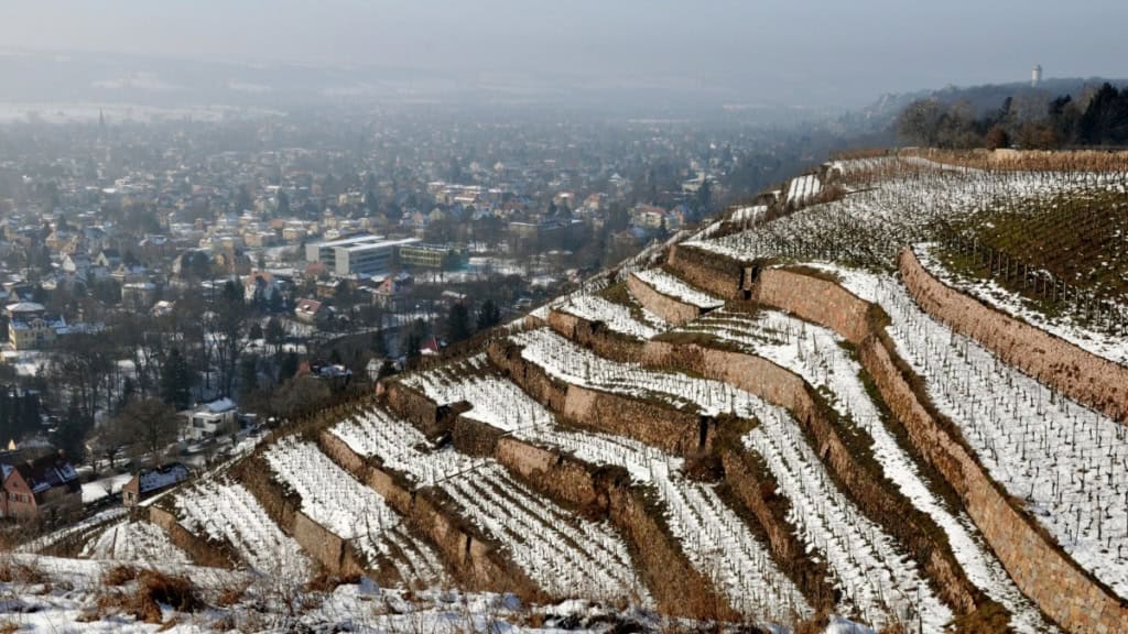 weinbergwanderung_glühwein Aussicht auf verschneite Weinreben in Radebeul