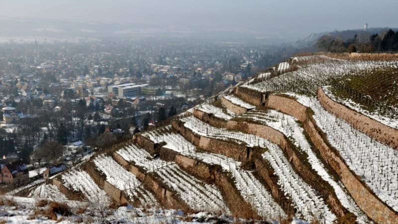 Aussicht auf verschneite Weinreben in Radebeul
