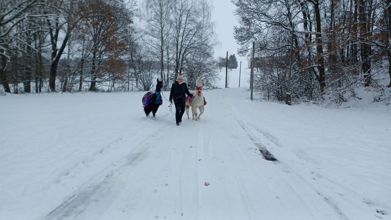 Eine Frau die mit 2 Alpakas durch Schnee läuft.