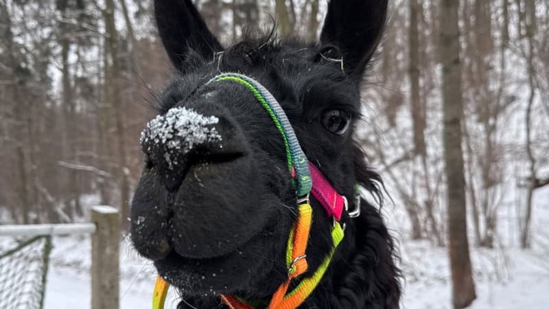 Der Kopf eines schwarzen Alpakas, mit einem Geschirr umgelegt.