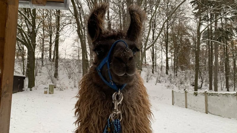 Ein braunes Alpaka mit einem Geschirr um der Schnauze.