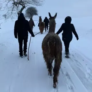 Alpaka-Glühweinwanderung-durch-schnee 4 Personen die mit 2 Alpakas über einen Weg mit tiefem Schnee laufen.