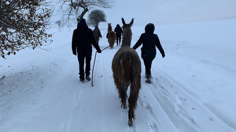 4 Personen die mit 2 Alpakas über einen Weg mit tiefem Schnee laufen.