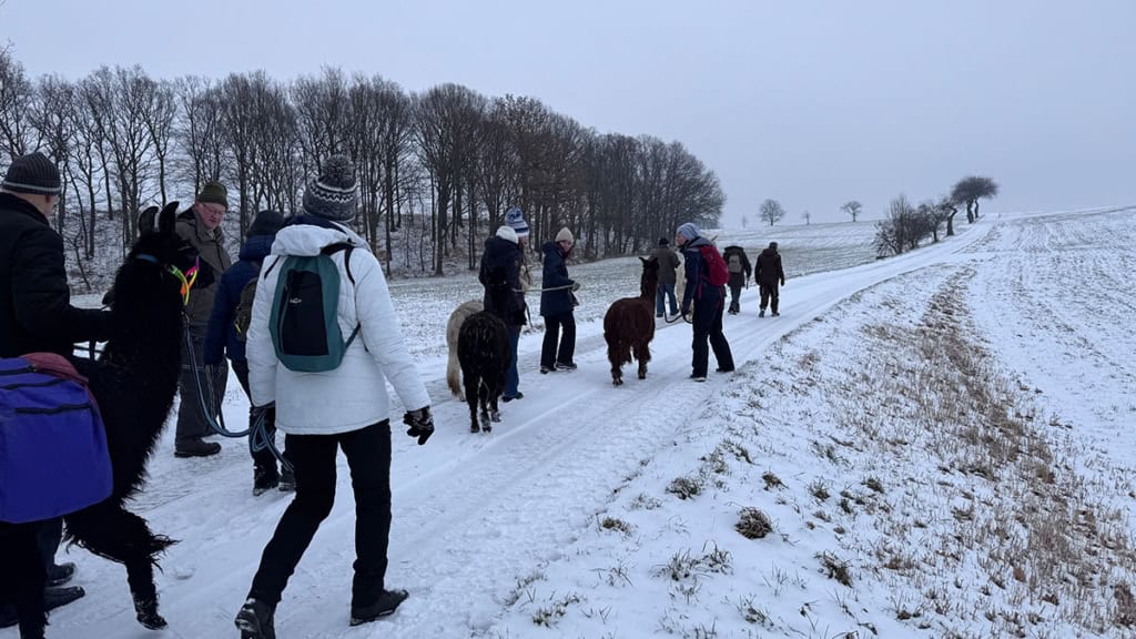 Alpaka-Glühweinwanderung-gruppe. Viele Menschen laufen mit Alpakas über einen beschneiten Feldweg.
