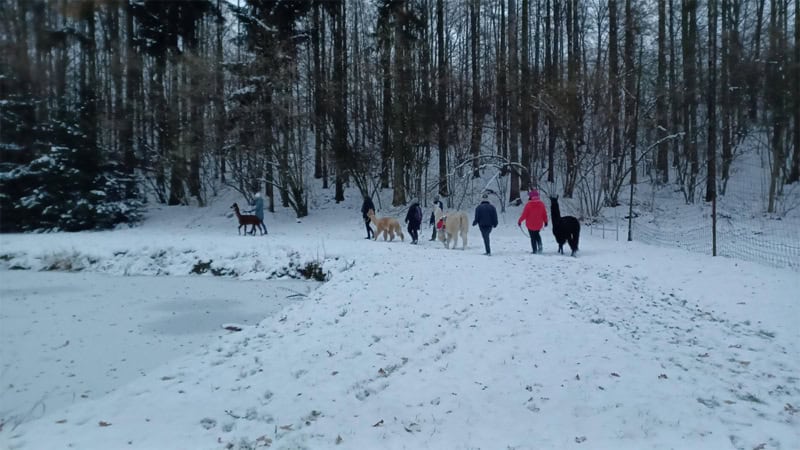 Eine Gruppe Personen die mit Alpakas an der Leine an einem Waldrand entlang läuft.