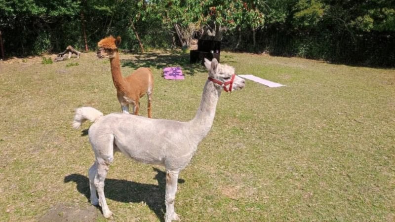 Zwei Alpakas stehen auf einer Wiese bereit die Teilnehmer von Alpaka Yoga kennenzulernen. - Alpaka Yoga in Halle