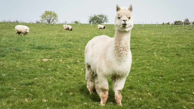 Ein weißes Alpaka steht auf einer grünen Wiese. Im Hintergrund grasen Schafe.