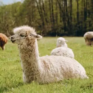 Ein Alpaka liegt auf einer grünen Wiese, während andere Alpakas in kleinen Gruppen grasen.