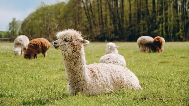 Ein Alpaka liegt auf einer grünen Wiese, während andere Alpakas in kleinen Gruppen grasen.