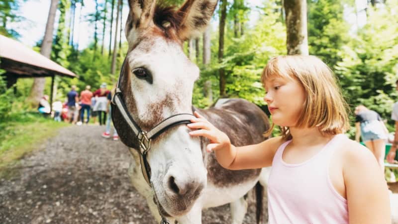 Ein Mädchen streichelt ein Esel bei einer Eselwanderung durch einen Wald.