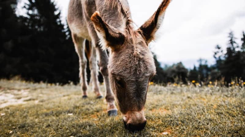 Ein Esel grast auf einer Wiese - Eselwanderung