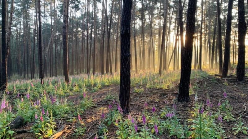 Ein Wald mit Sonnenstrahlen, die durch die Bäume scheinen, umgeben von blühenden Pflanzen.