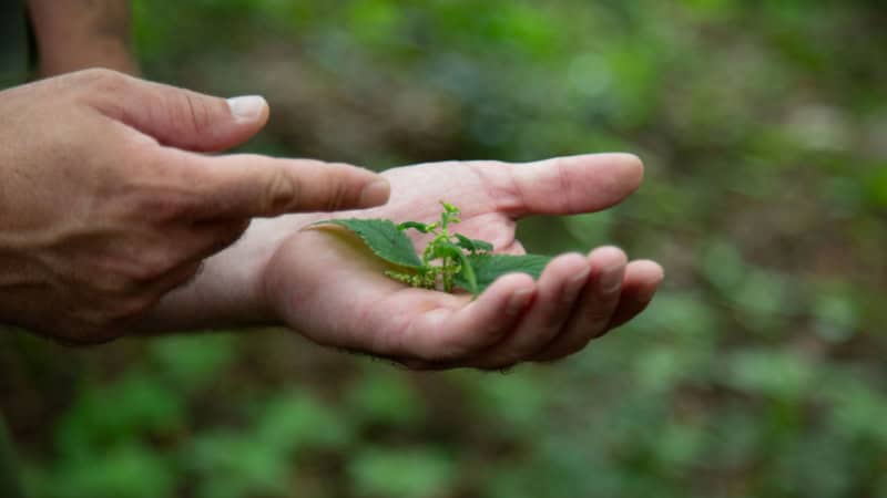 Ein Mann hält eine Pflanze in der Hand und erklärt den Teilnehmern alles rundum die Naturkunde beim Survival Camp.