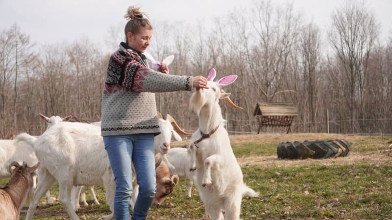 Eine Frau füttert eine Ziege bei der Ziegenwanderung bei Dresden.