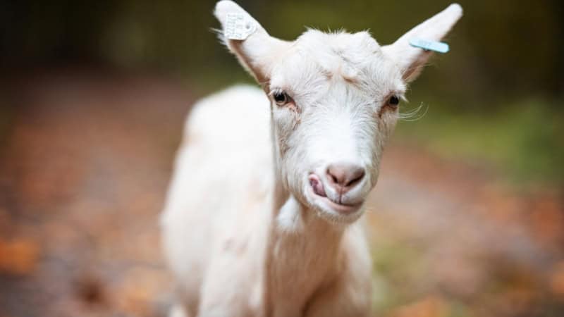 Ein weißes Zicklein, das bei der Ziegenwanderung bei Dresden teilnimmt.