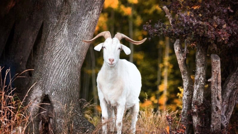Ein weißer Ziegenbock, der auf einer Wiese im herbstlichen Wald steht. - Ziegenwanderung bei Dresden