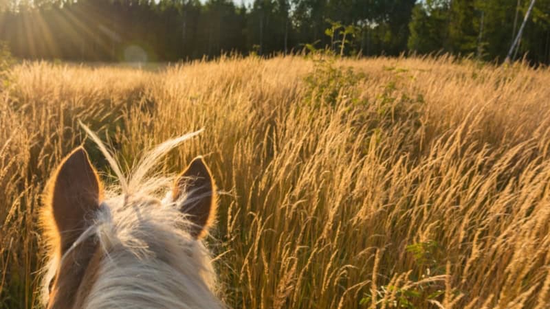 Ein Pferd reitet bei sonnigem Wetter durch hohes Gras - Pferde Erlebnis im Osterzgebirge.