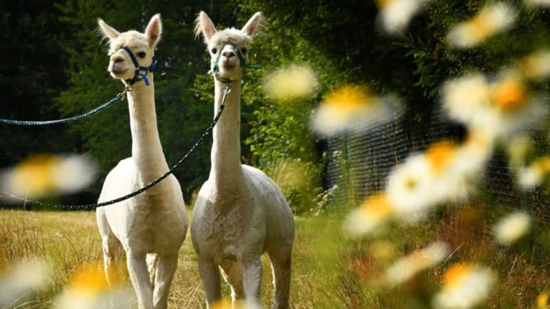 Zwei weiße Alpakas an der Führleine unterwegs bei einer Alpakawanderung in Chemnitztal.