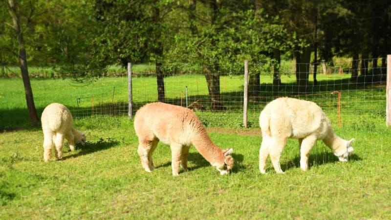 Drei Alpakas in unterschiedlichen Farben grasen auf der sonnigen Weide bei Chemnitz.