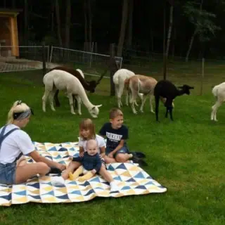 Familie beim Picknick auf der Alpakaweide, umringt von neugierigen Alpakas, die in aller Ruhe an der Wiese knabbern.