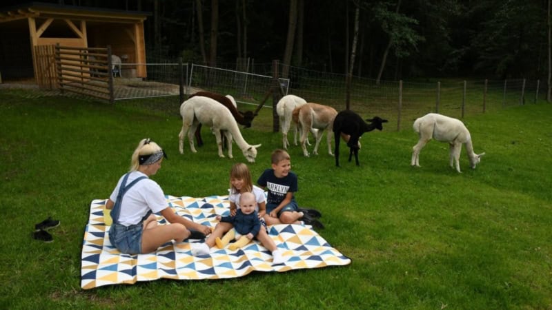 Familie beim Picknick auf der Alpakaweide, umringt von neugierigen Alpakas, die in aller Ruhe an der Wiese knabbern.