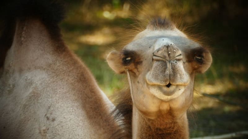 Kamel-Nahaufnahme beim Fotokurs Tierfotografie.