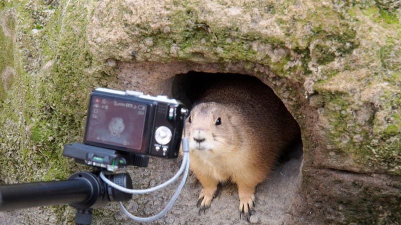 Fotokurs Tagesworkshop – neugieriger Präriehund wird direkt vor der Kamera fotografiert.