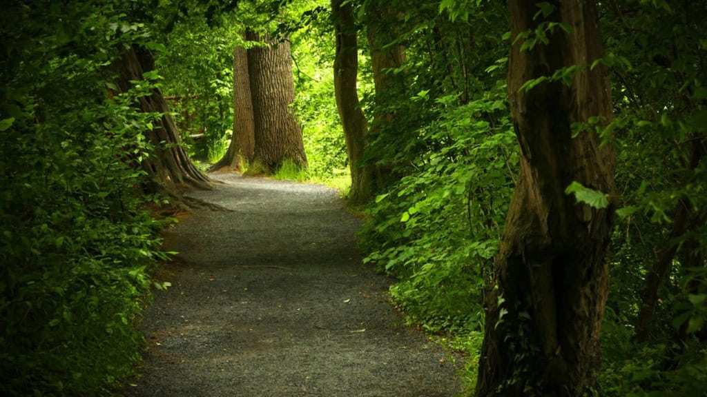 Fotokurs in Lüdinghausen-Wald Fotokurs in Lüdinghausen – sonnendurchfluteter Waldweg zwischen Bäumen.
