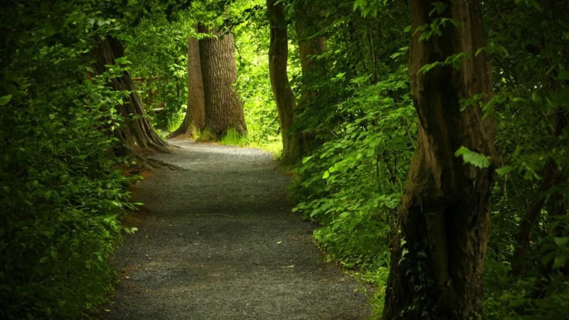 Fotokurs in Lüdinghausen-Wald Fotokurs in Lüdinghausen – sonnendurchfluteter Waldweg zwischen Bäumen.