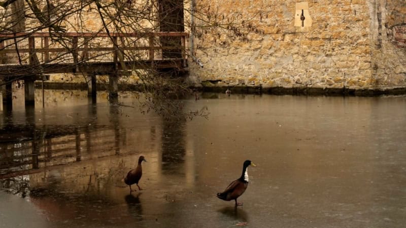 Fotokurs in Lüdinghausen-Wassergraben Fotokurs in Lüdinghausen – Enten am zugefrorenen Wassergraben der historischen Burgmauer.